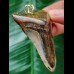 6.6 cm large massive tooth of the Megalodon as a pendant