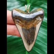 5.7 cm polished tooth of the Megalodon as a pendant