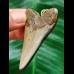 5.7 cm polished tooth of the Megalodon as a pendant