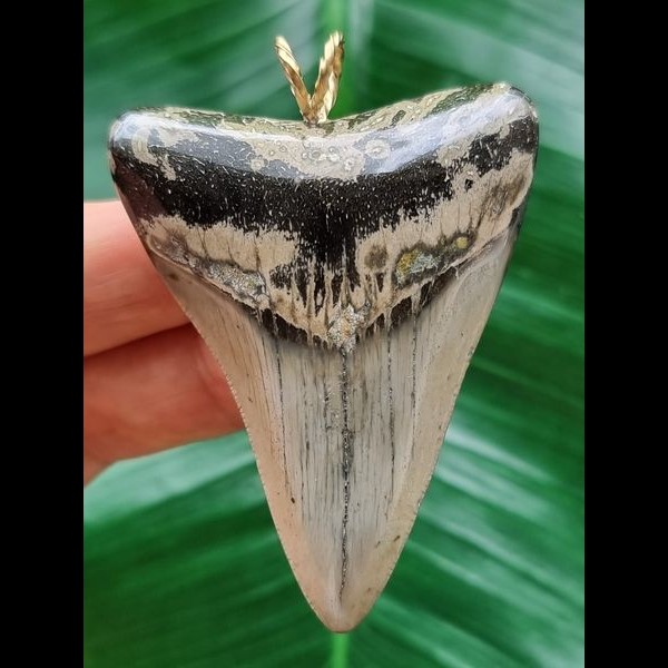 6.1 cm large grey Megalodon tooth pendant