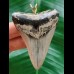6.1 cm large grey Megalodon tooth pendant