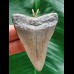 6.1 cm large grey Megalodon tooth pendant