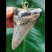 6.1 cm large grey Megalodon tooth pendant