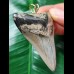 6.1 cm large grey Megalodon tooth pendant