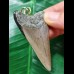 6.1 cm large grey Megalodon tooth pendant