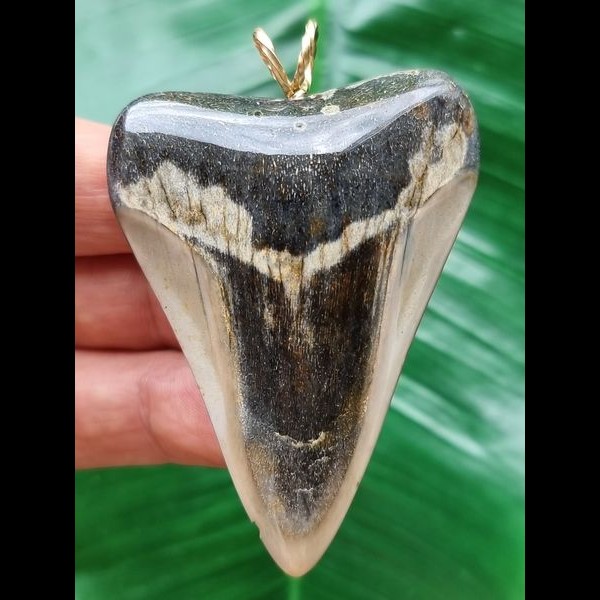 6,3 cm großer polierter Zahn des Megalodon als Anhänger