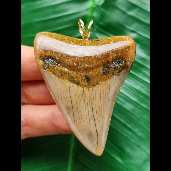 6,3 cm heller rotbrauner Zahn des Megalodon als Anhänger 
