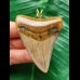 6,3 cm heller rotbrauner Zahn des Megalodon als Anhänger 