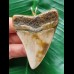 6,3 cm heller rotbrauner Zahn des Megalodon als Anhänger 