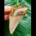 6,3 cm heller rotbrauner Zahn des Megalodon als Anhänger 