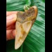 6,3 cm heller rotbrauner Zahn des Megalodon als Anhänger 