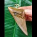 6,3 cm heller rotbrauner Zahn des Megalodon als Anhänger 