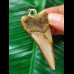 6,3 cm heller rotbrauner Zahn des Megalodon als Anhänger 