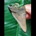 6.0 cm dagger-shaped tooth of the Megalodon as a pendant