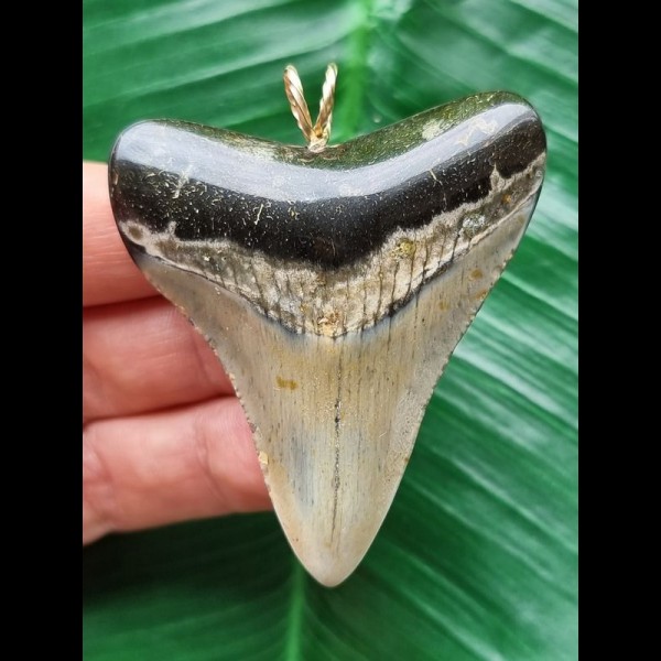 6.0 cm dagger-shaped tooth of the Megalodon as a pendant
