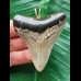 6.0 cm dagger-shaped tooth of the Megalodon as a pendant