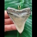 6.0 cm dagger-shaped tooth of the Megalodon as a pendant