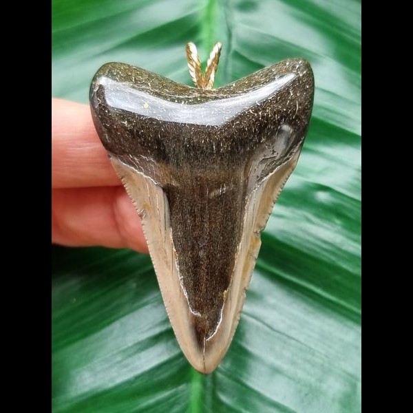 6.3 cm dagger-shaped tooth of the megalodon as a pendant