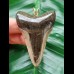 6.3 cm dagger-shaped tooth of the megalodon as a pendant