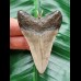 6.3 cm dagger-shaped tooth of the megalodon as a pendant