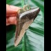 6.3 cm dagger-shaped tooth of the megalodon as a pendant