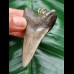 6.3 cm dagger-shaped tooth of the megalodon as a pendant