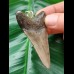 6.3 cm dagger-shaped tooth of the megalodon as a pendant