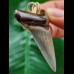 5.3 cm beautiful tooth of the Carcharocles Angustidens as a pendant
