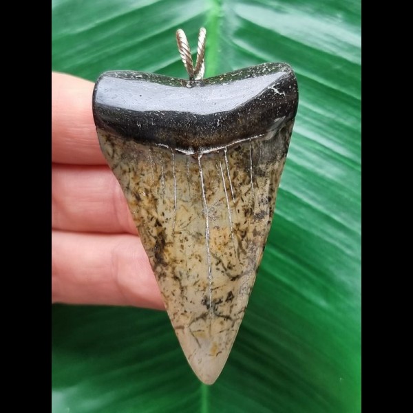 6.1 cm patterned tooth of the mako shark as a pendant
