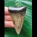 6.1 cm patterned tooth of the mako shark as a pendant