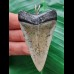6.1 cm patterned tooth of the mako shark as a pendant