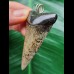 6.1 cm patterned tooth of the mako shark as a pendant