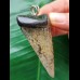 6.1 cm patterned tooth of the mako shark as a pendant