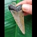 6.1 cm patterned tooth of the mako shark as a pendant