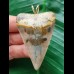 5.7 cm large and beautifully coloured Mako shark tooth pendant