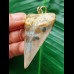 5.7 cm large and beautifully coloured Mako shark tooth pendant
