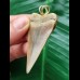 5.7 cm large and beautifully coloured Mako shark tooth pendant