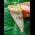 5.7 cm large and beautifully coloured Mako shark tooth pendant