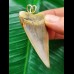 5.7 cm large and beautifully coloured Mako shark tooth pendant