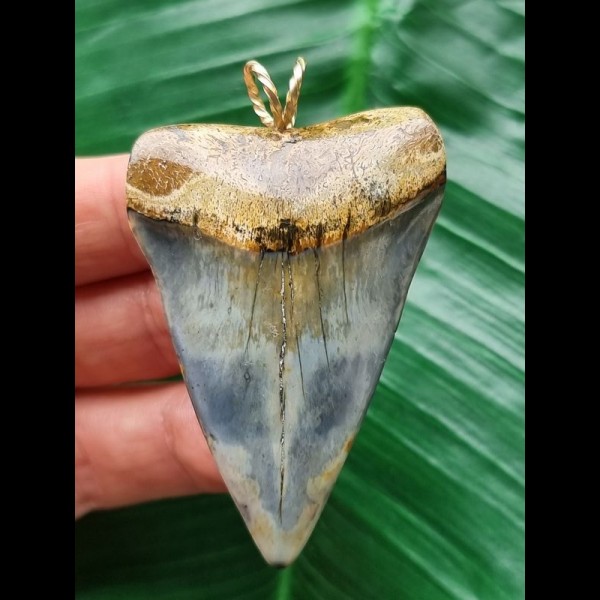 5.7 cm blue Mako shark tooth pendant