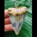5.7 cm blue Mako shark tooth pendant
