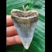 5.7 cm blue Mako shark tooth pendant