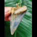 5.7 cm blue Mako shark tooth pendant