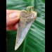 5.7 cm blue Mako shark tooth pendant