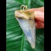 5.7 cm blue Mako shark tooth pendant
