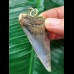 5.7 cm blue Mako shark tooth pendant