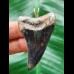 5,3 cm massiver blauer Zahn des Parotodus benedeni als Anhänger