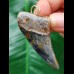 5,3 cm massiver blauer Zahn des Parotodus benedeni als Anhänger