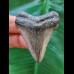 5,0 cm grau-blauer Zahn des Carcharocles Chubutensis
