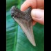 5,0 cm grau-blauer Zahn des Carcharocles Chubutensis